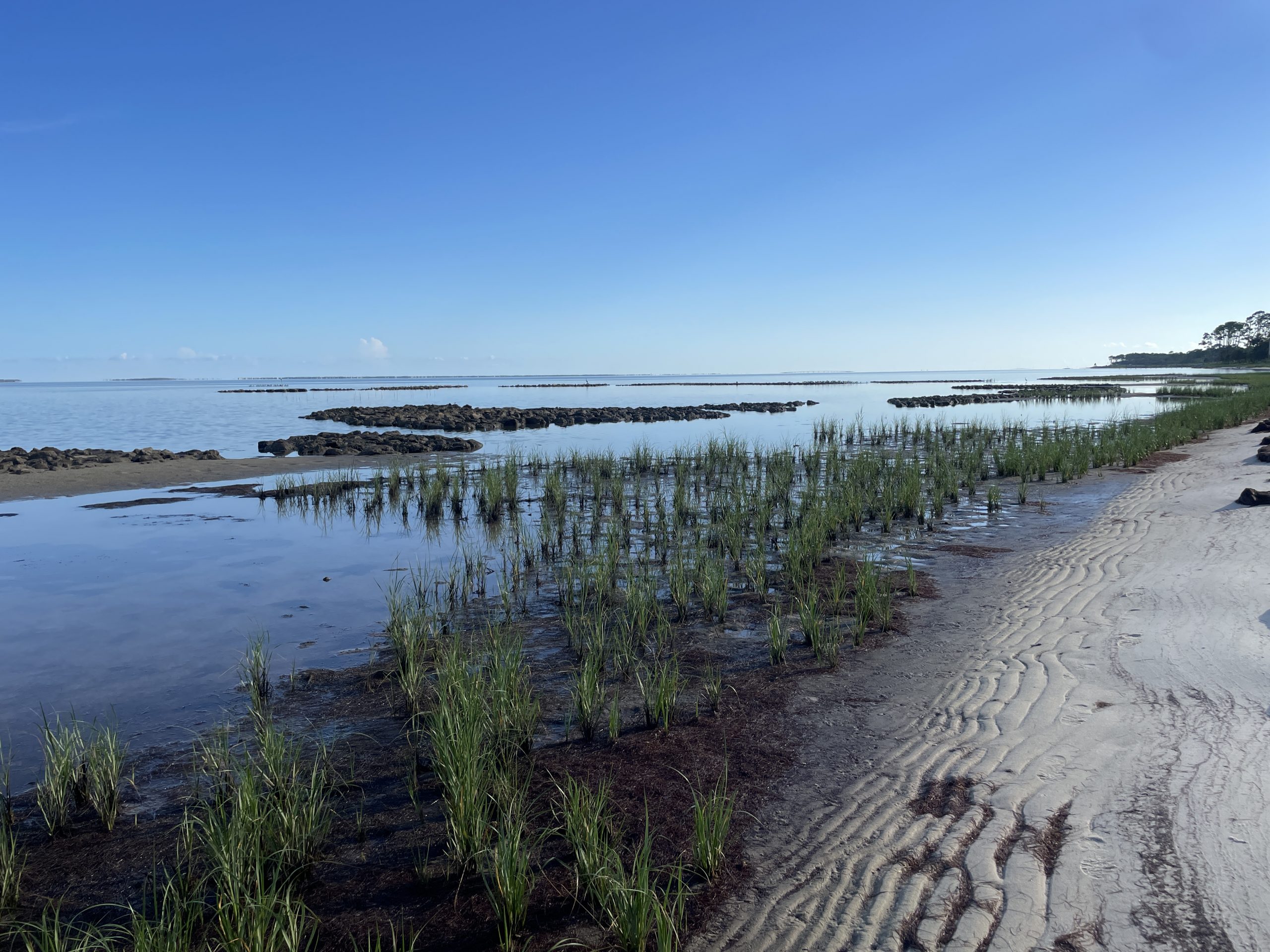 Oyster reefs and saltmarsh were constructed in APalachicola Bay to help enhance habita and reduce shoreline erosion.